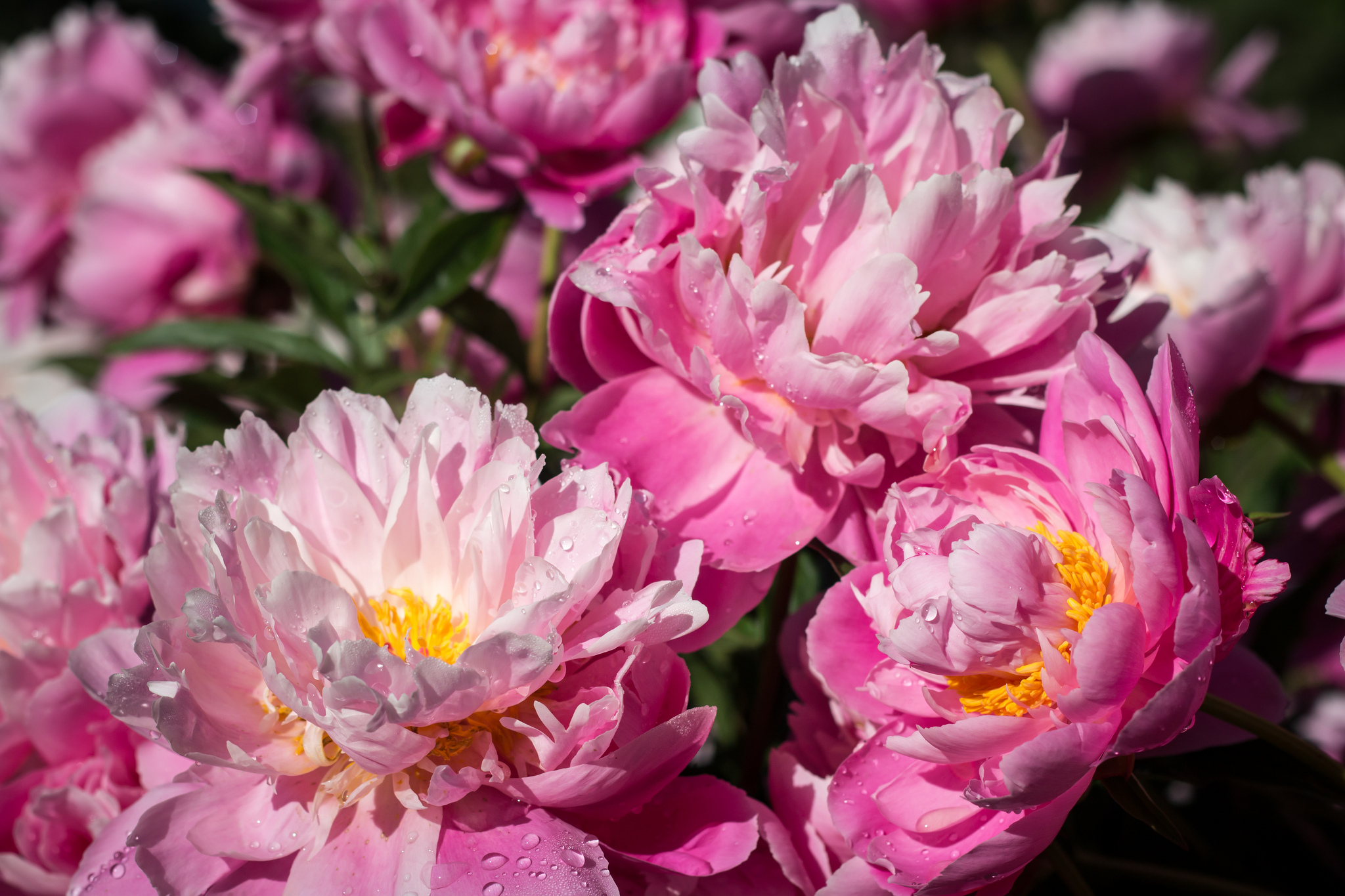 Peony Garden-21 by AllieKF is Licensed under CC by 2.0