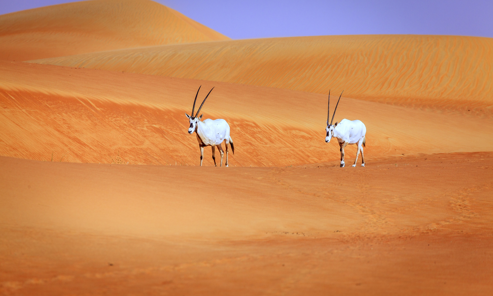 Oryxes or Arabian antelopes in the Desert Conservaion Reserve near Dubai, UAE