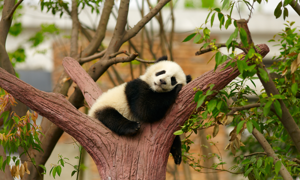 Sleeping giant panda baby