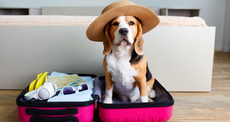 Adorable puppy in suitcase