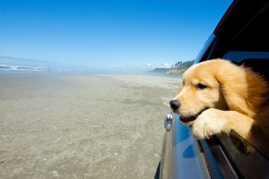 pets, travel