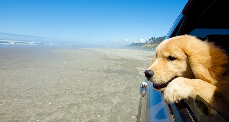 pets, travel