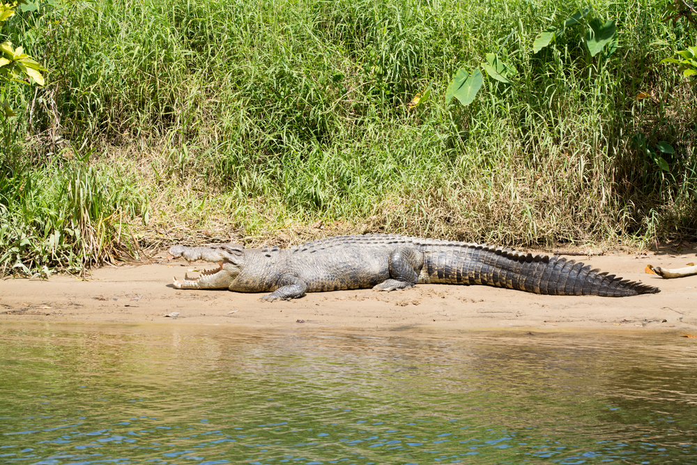 Saltwater Crocodile, Daintree River, Australia