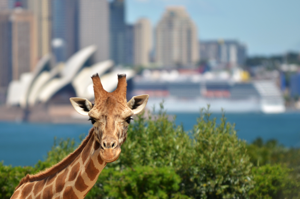 Giraffe in a zoo against Sydney skyline New South Wales, Australia.