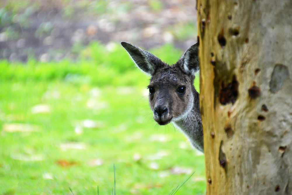 Kangaroo hiding behind tree near Perth, Western Australia