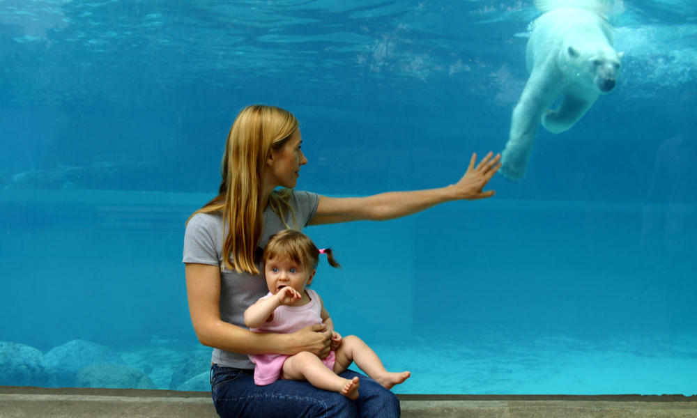 things to do in chicago with kid saquarium