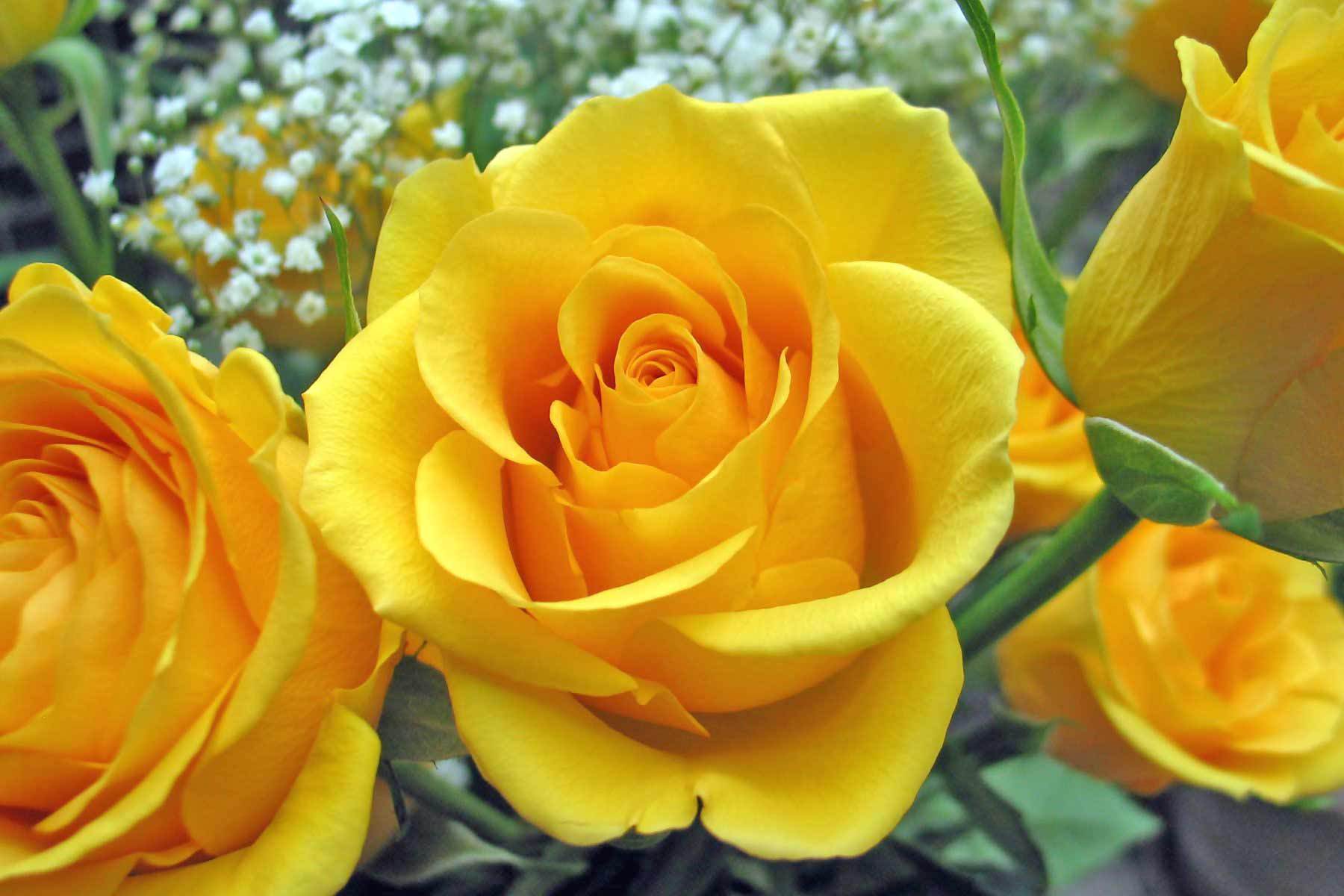 Awesome-Yellow-Rose