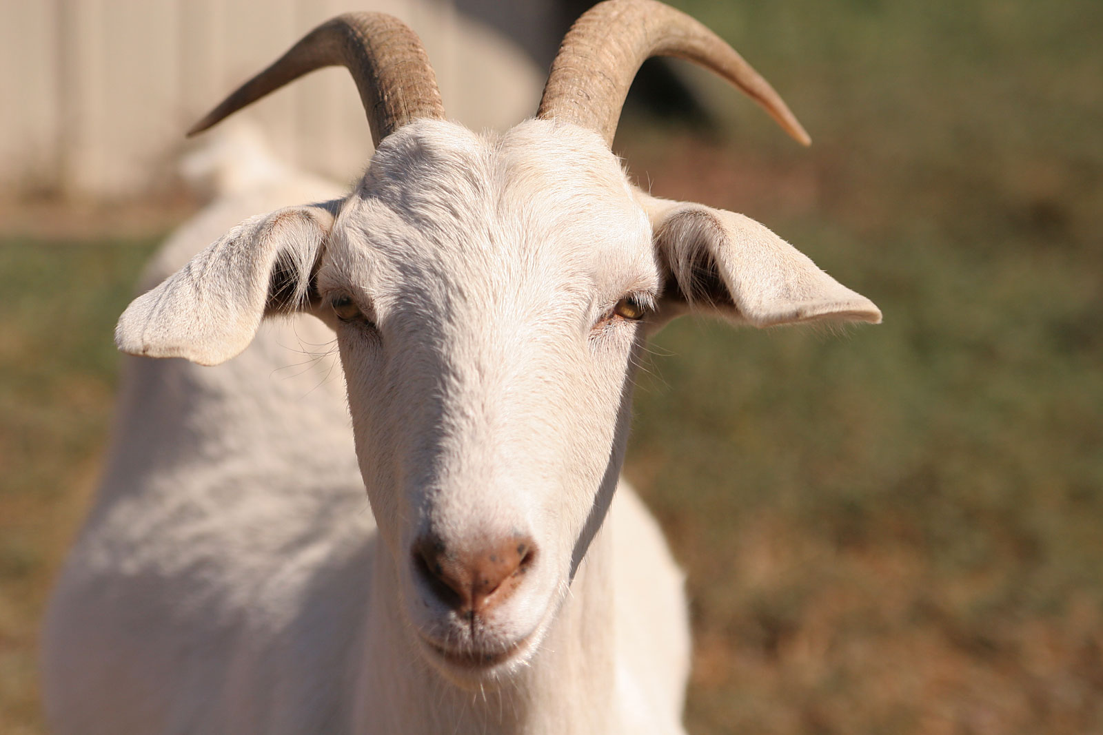 Goat_face