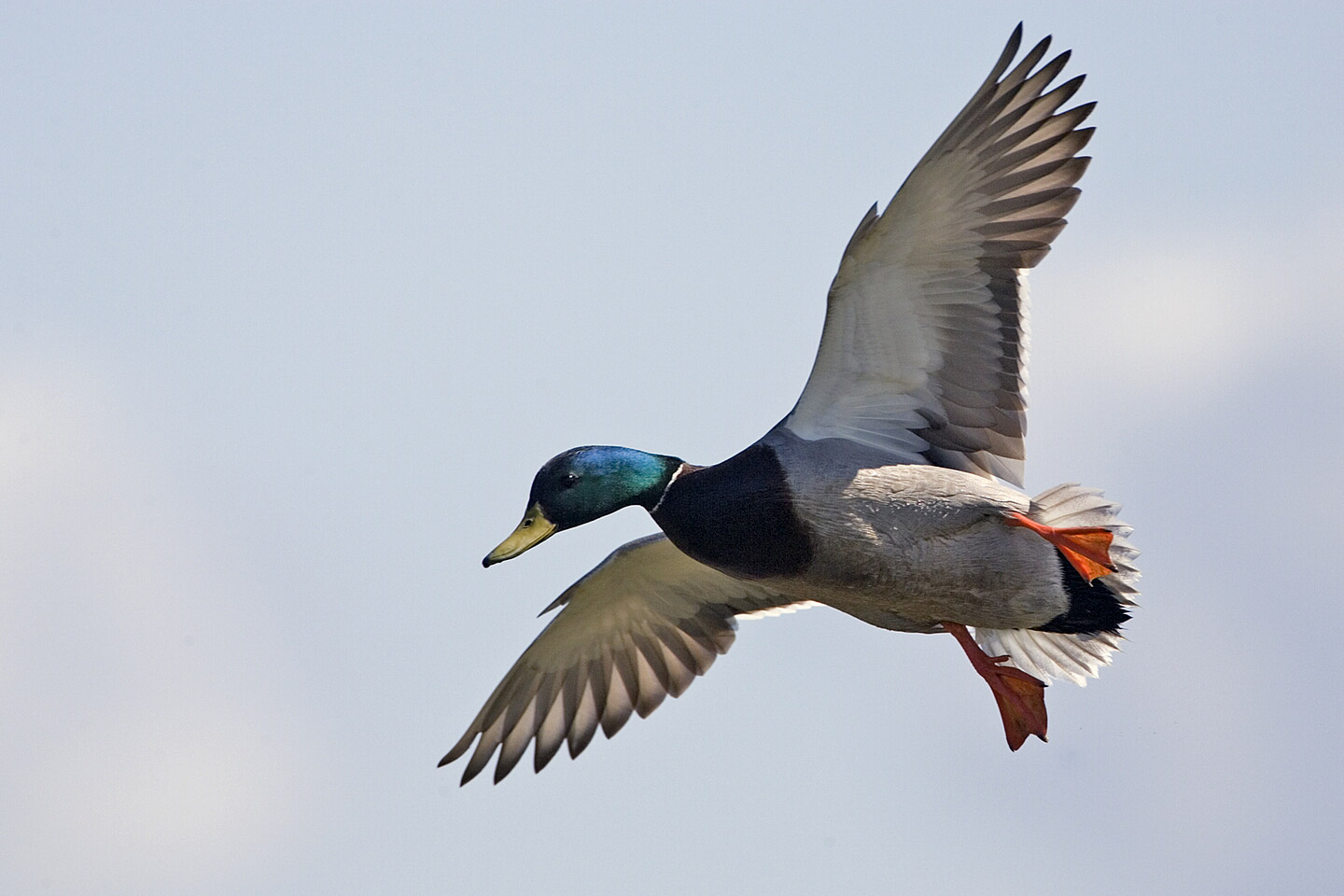 Male_mallard_flight03_-_natures_pics