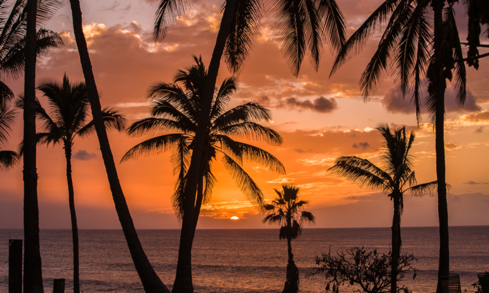 Sunset with palm trees at Papohaku beach on Molokai, Hawaii