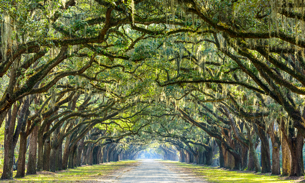 Savannah, Georgia, USA oak tree lined road at historic Wormsloe Plantation.