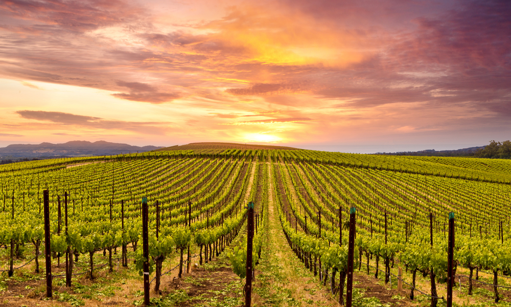 Beautiful Sunset Sky in Napa Valley Wine Country on Autumn Vineyards , Mountains.