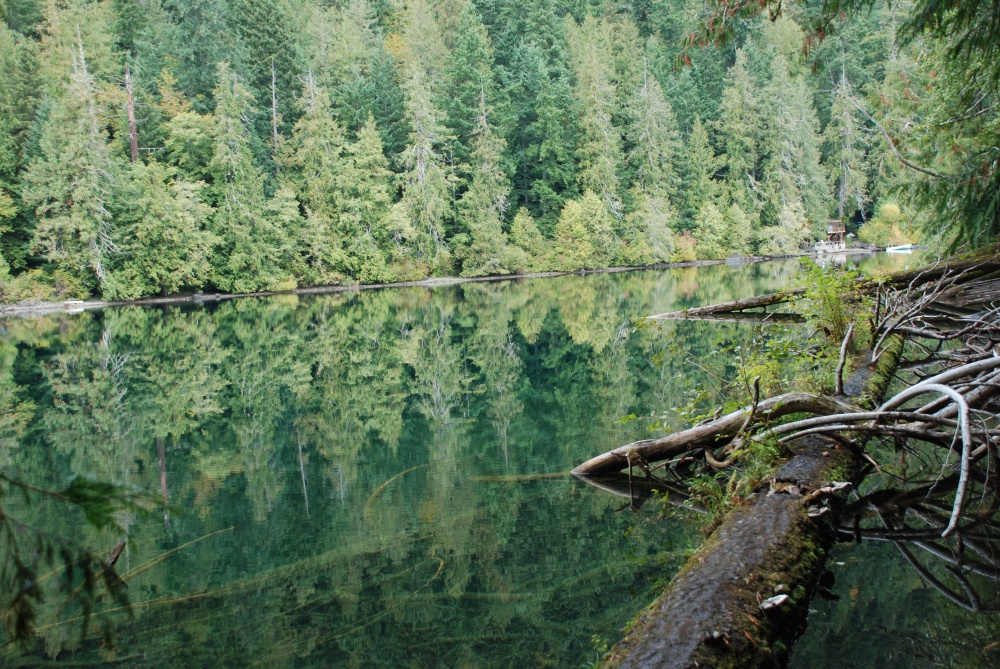 The calming magic of MacMillan Provincial Park. Image via Sandy Bornstein.