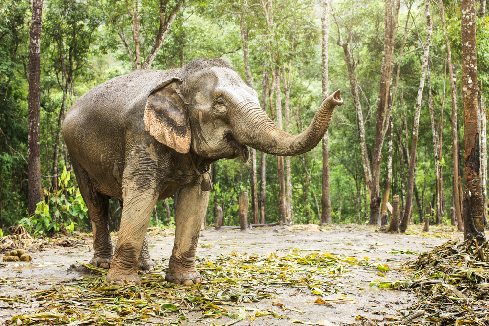 Elephant jungle pregnant and the baby moving inside.