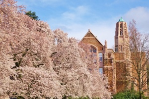 Several cherry blossom trees in full bloom on the University of Washington campus on a nice clear blue sky spring day with a school building in the background.