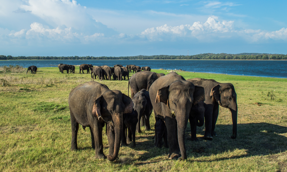 elephants in minneriya