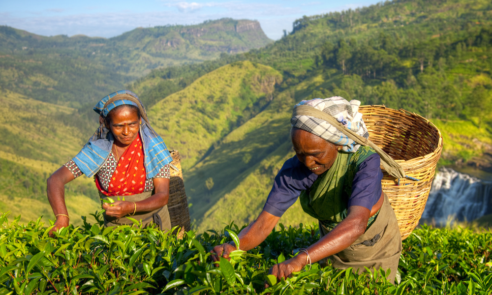 sri lanka tea plantation