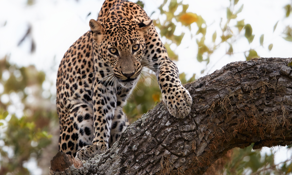 sri lankan leopard