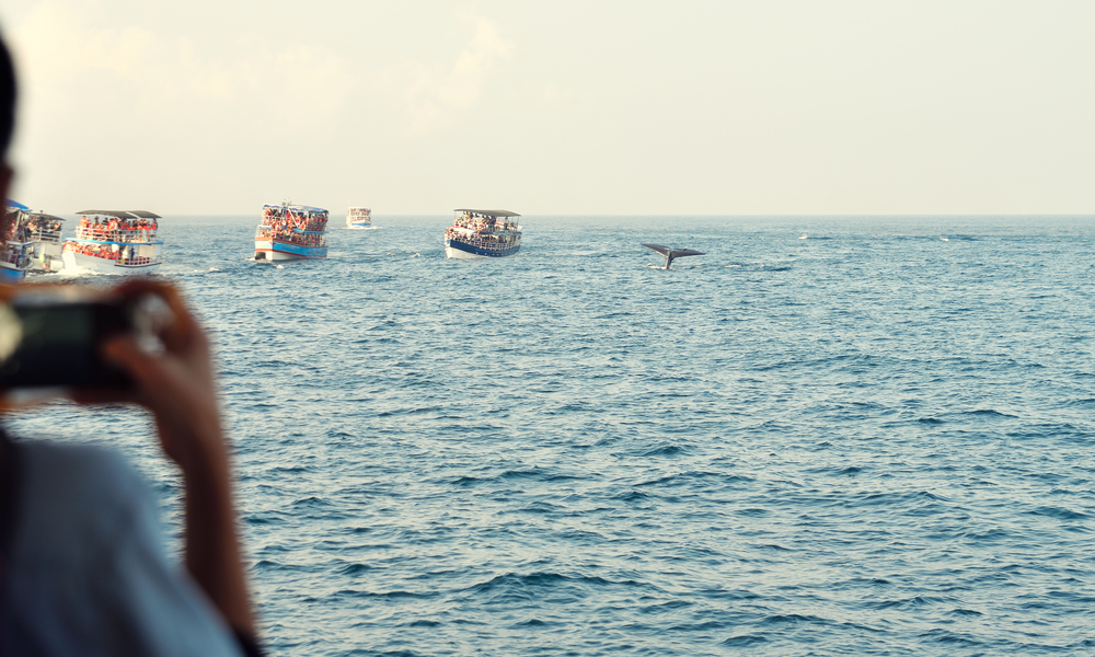 whale watching in mirissa