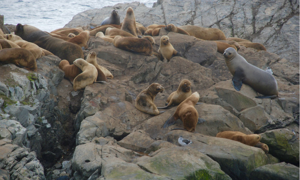 seals in the beagle channel