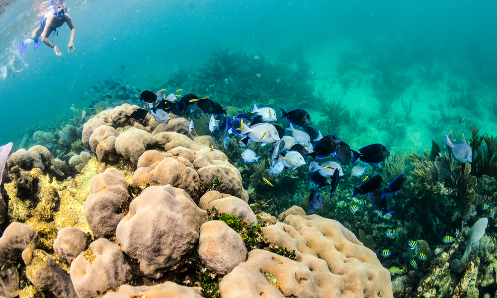 Scenics from the coral reefs of the mesoamerican barrier. Mayan Riviera, Mexican Caribbean.