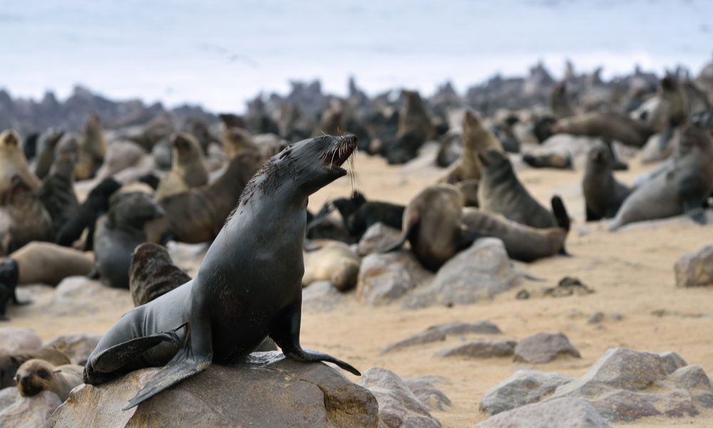 Sea Lions sitting on shore on rocks