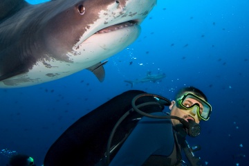 man swims with shark