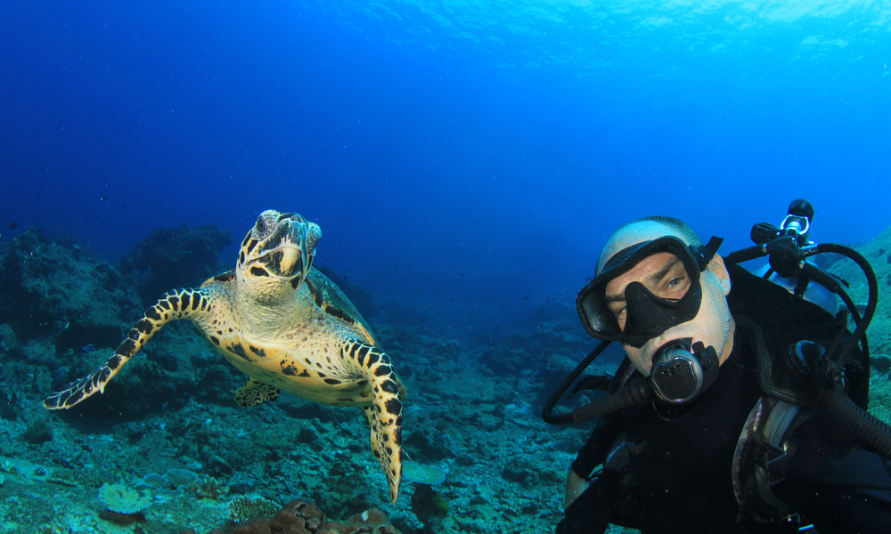 swimming with turtle