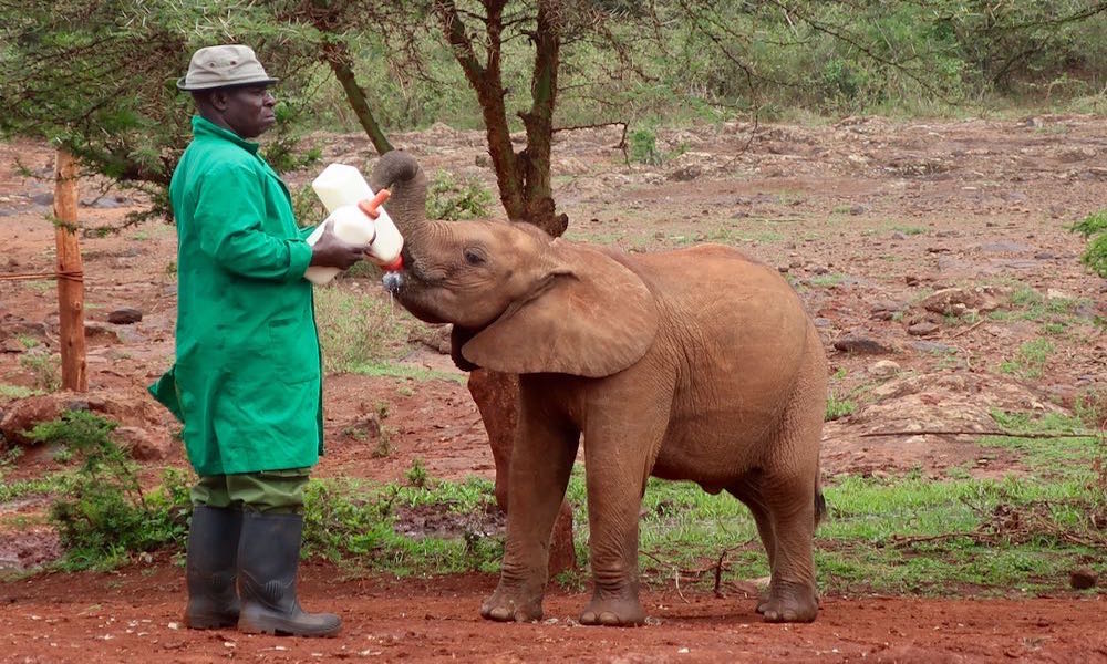 Kenya Safari - elephant orphanage