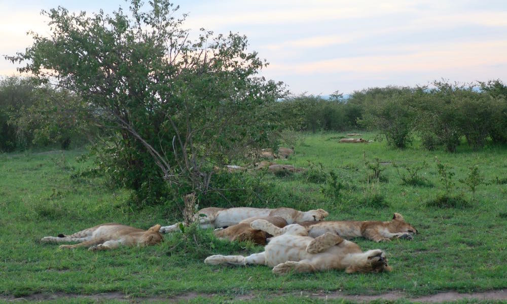 Kenya Safari - Lions in Masai Mara