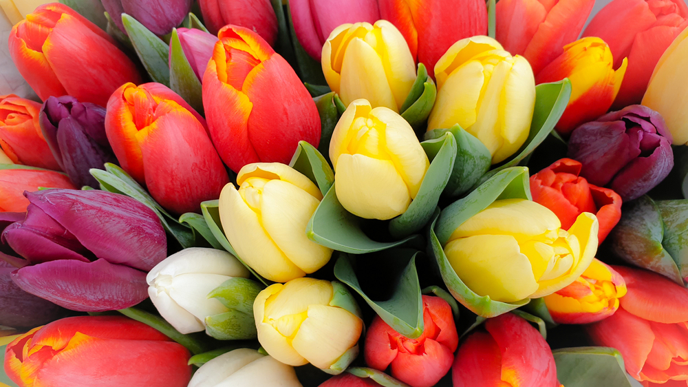 Three Big Tulip Festivals in the U.S. | CheapOair MilesAway