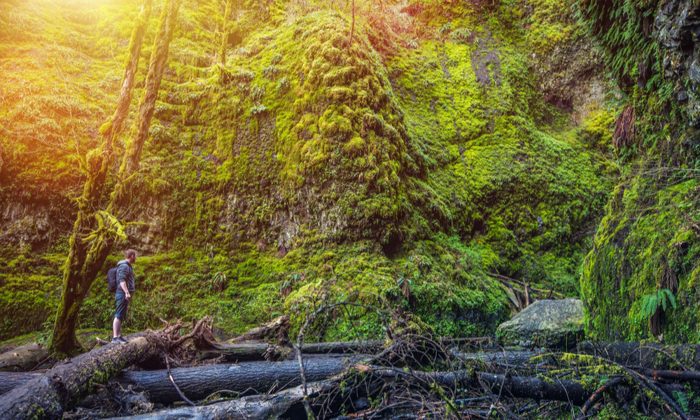 Young Hiker on Fallen Logs Exploring Mossy Gorge.