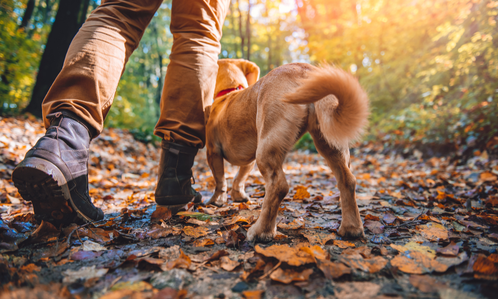 Man hiking with his dog in forest