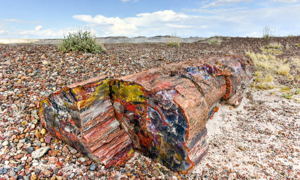 National_Parks_Petrified