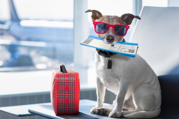 holiday vacation jack russell dog waiting in airport terminal ready to board the airplane