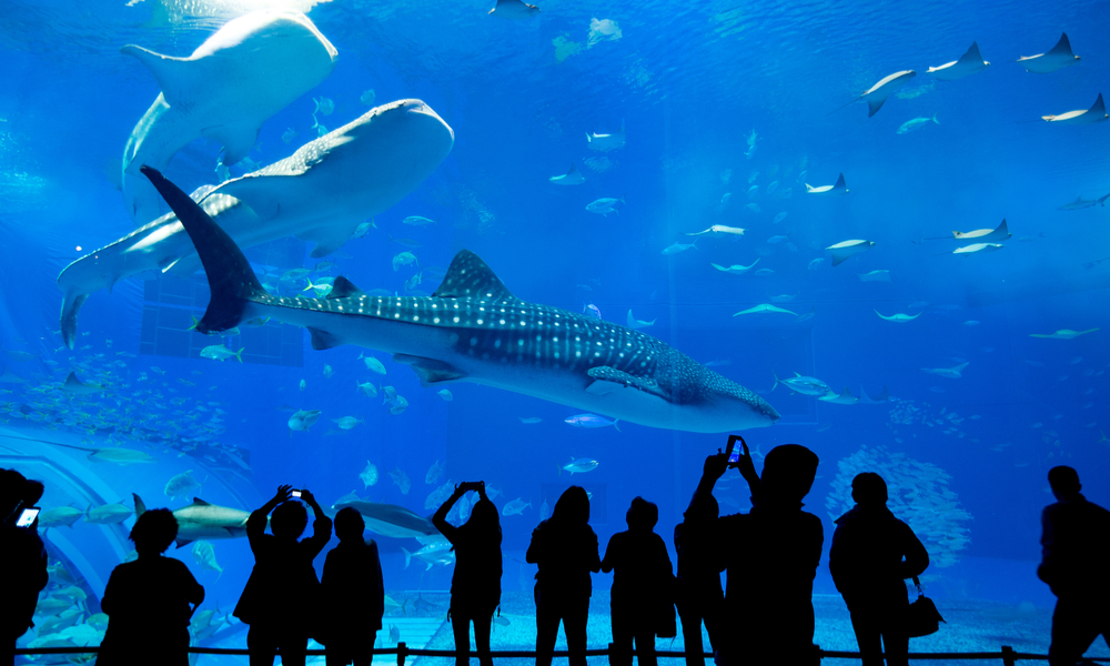 People observing fish at the aquarium, atlanta