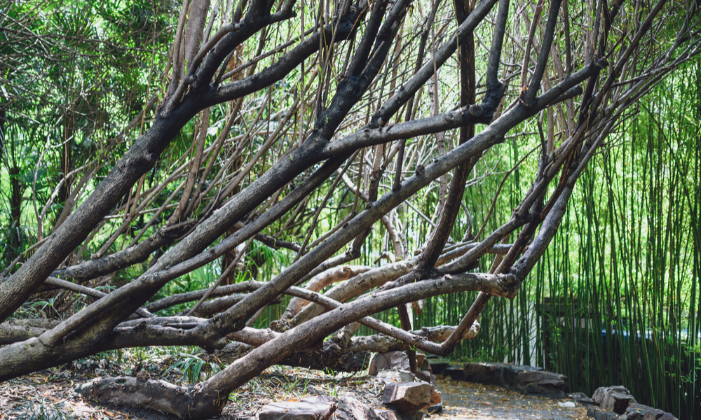 Tree branches in People's Park in the Huangpu District of Shanghai