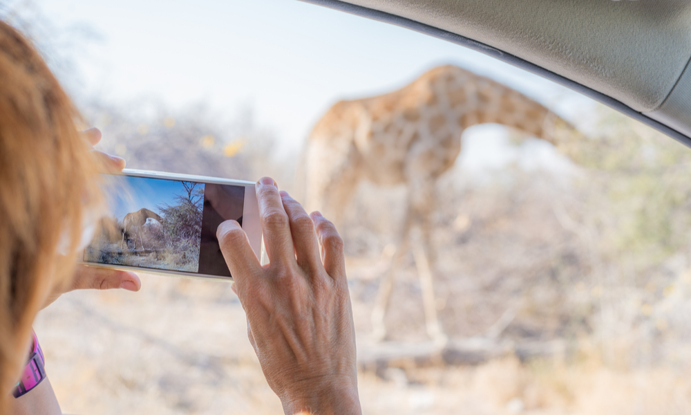 person taking picture of giraffe, Botswana