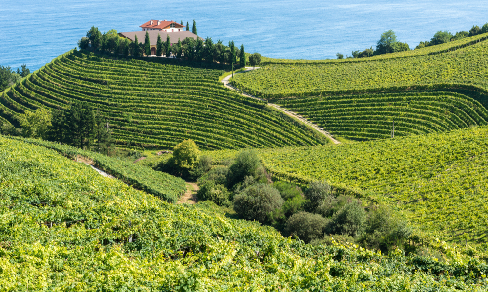 Vineyards and wine cellar with the Cantabrian sea in the background, Getaria (Spain)