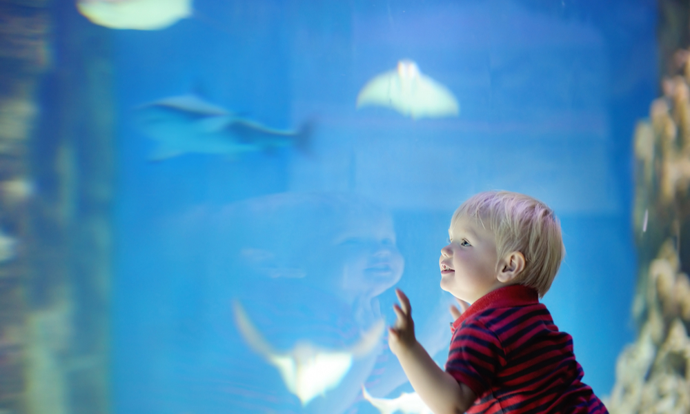 a young boy looks at fish at the Seattle Aquarium