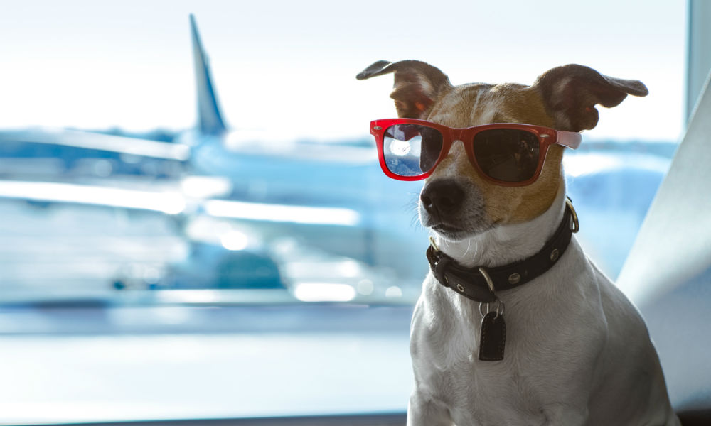 holiday vacation jack russell dog waiting in airport terminal ready to board the airplane or plane at the gate,