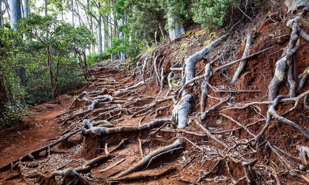 Scenic landscape view of the Aeia Loop Trail on Oahu, Hawaii with tree roots overgrown on path. 