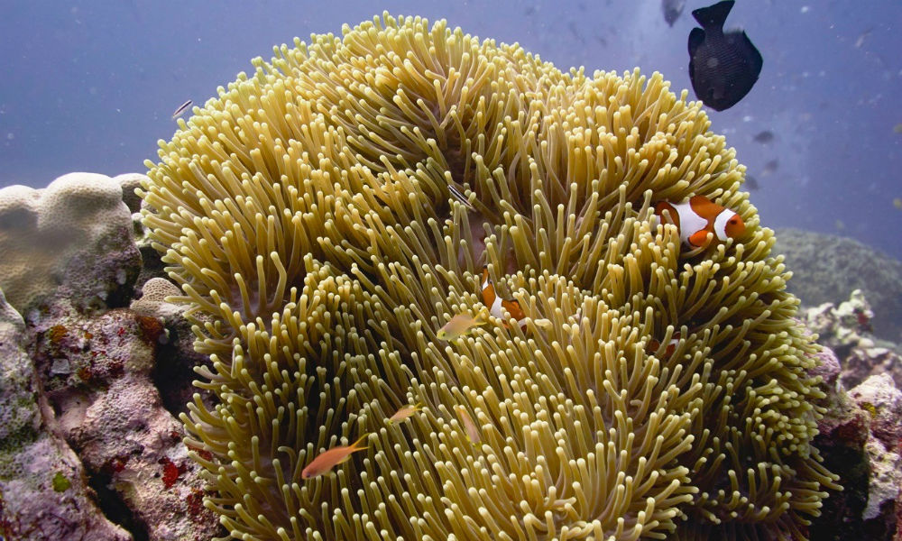 Sea Anemone & Clown fish…. “Nemo!”