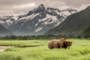 Grizzly Bear of Shores of Alaska