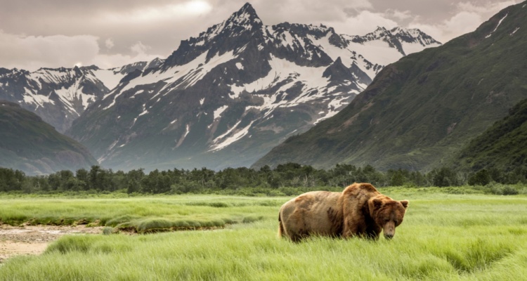 Grizzly Bear of Shores of Alaska