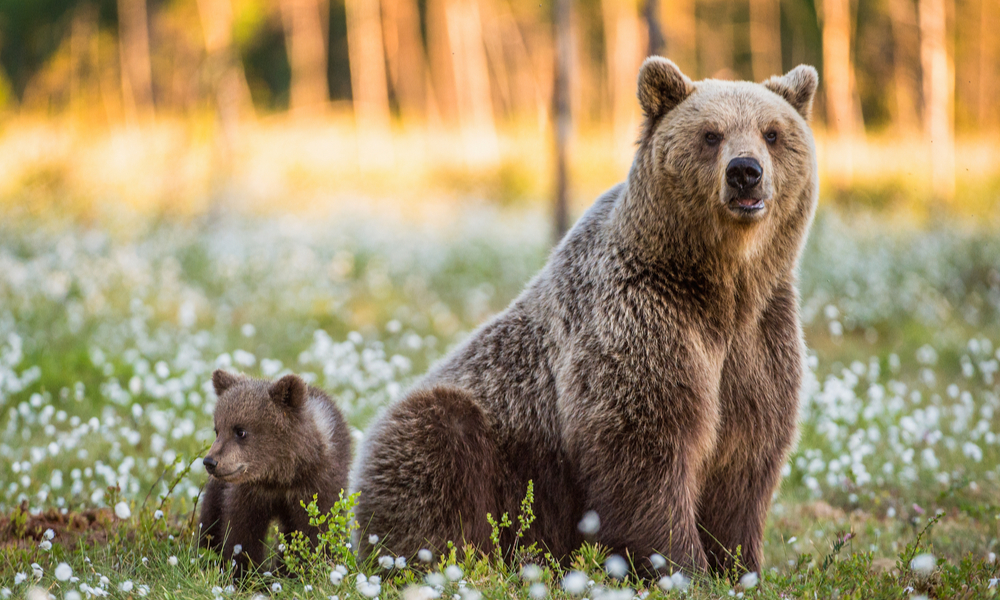 Cub and Adult female of Brown Bear in the forest at summer time.