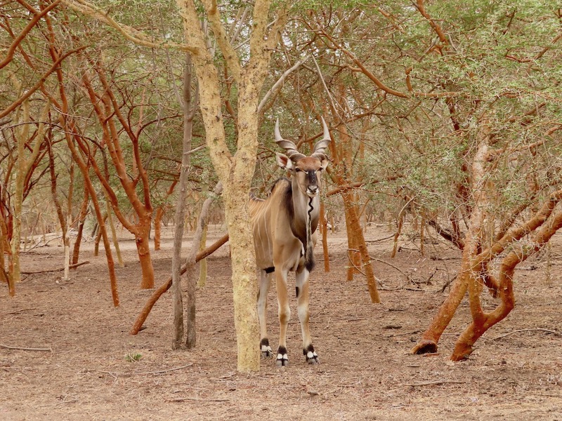 Senegal - Bandia park 