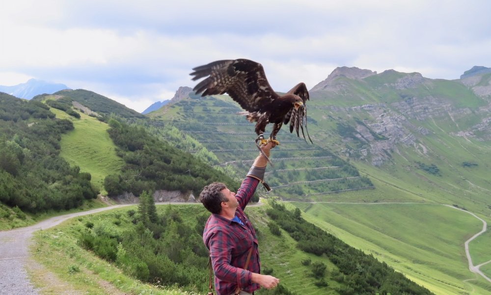 Things to do in liechtenstein: man engaging in falconry