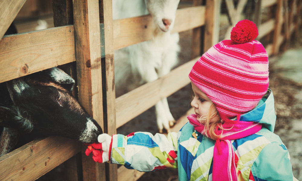 Best Free Things You Can Do in Denver with Kids: little girl feeding sheep