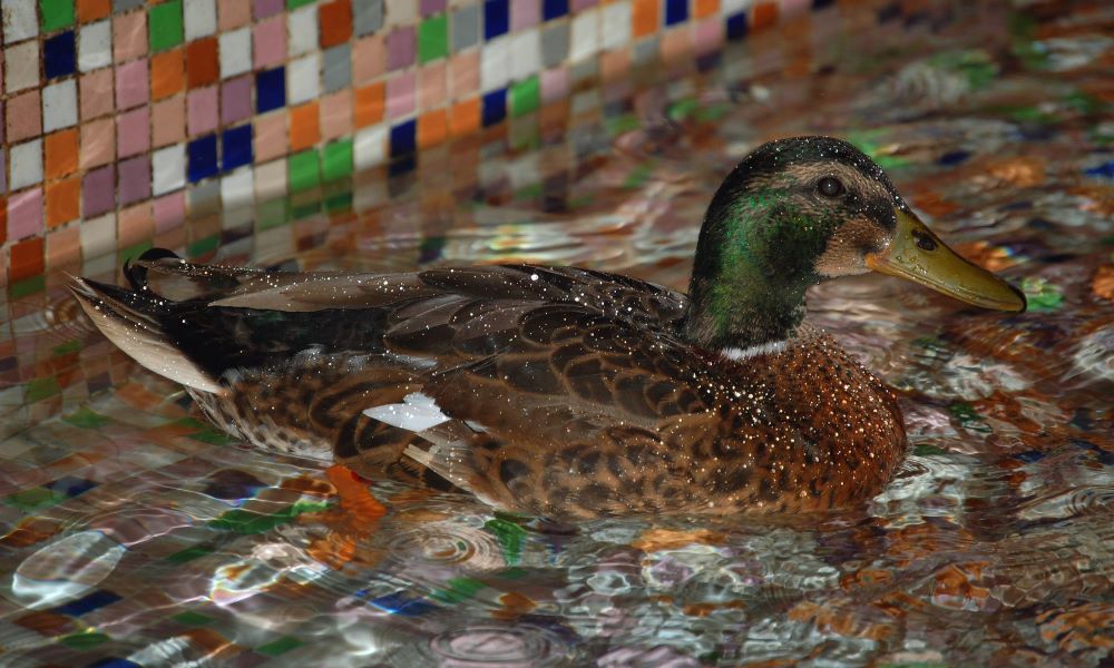 things to do in memphis with kids ducks peabody hotel